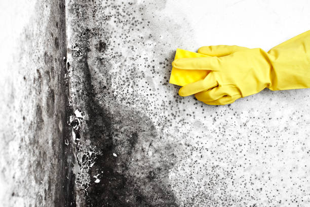 Best Attic Mold Removal  in Bard College, NY
