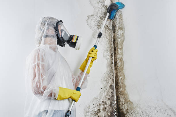 Certified Mold Removal in Bard College, NY