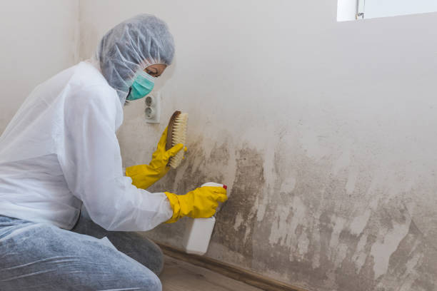 Best Fast Mold Removal  in Bard College, NY
