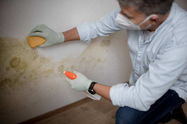 Office Mold Removal Services in Bard College, NY