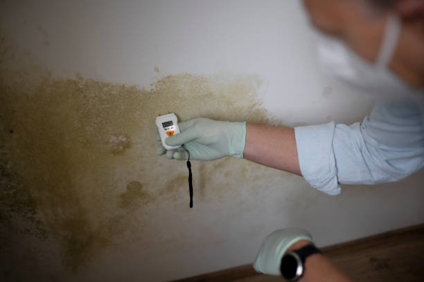 Best Same-Day Mold Removal  in Bard College, NY