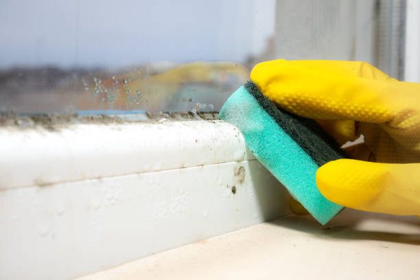 Professional Mold Removal in Bard College, NY