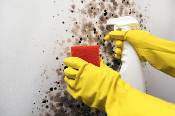 Best Emergency Mold Removal  in Bard College, NY