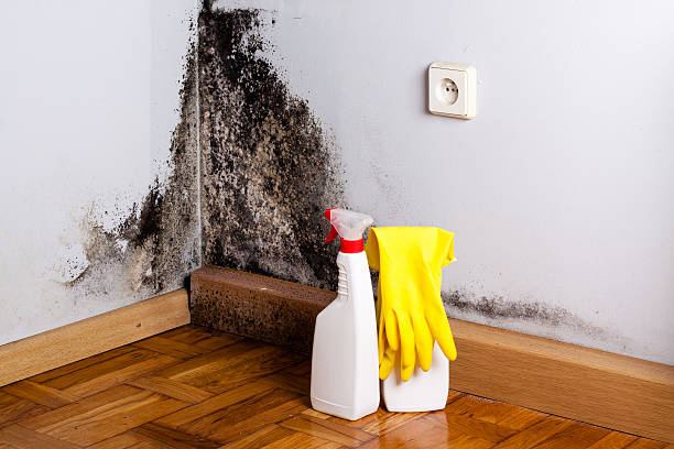 Best Residential Mold Removal  in Bard College, NY
