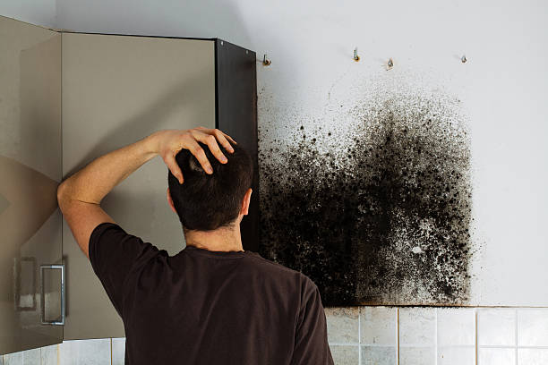 Best Mold Testing  in Bard College, NY